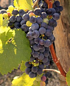 Vine fruit winegrowing