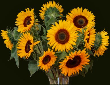 Summer gorgeous flowers