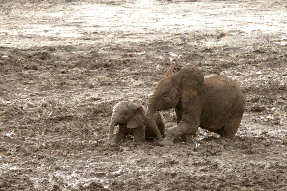 Animal travel endangered