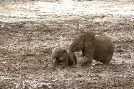 Animal travel endangered