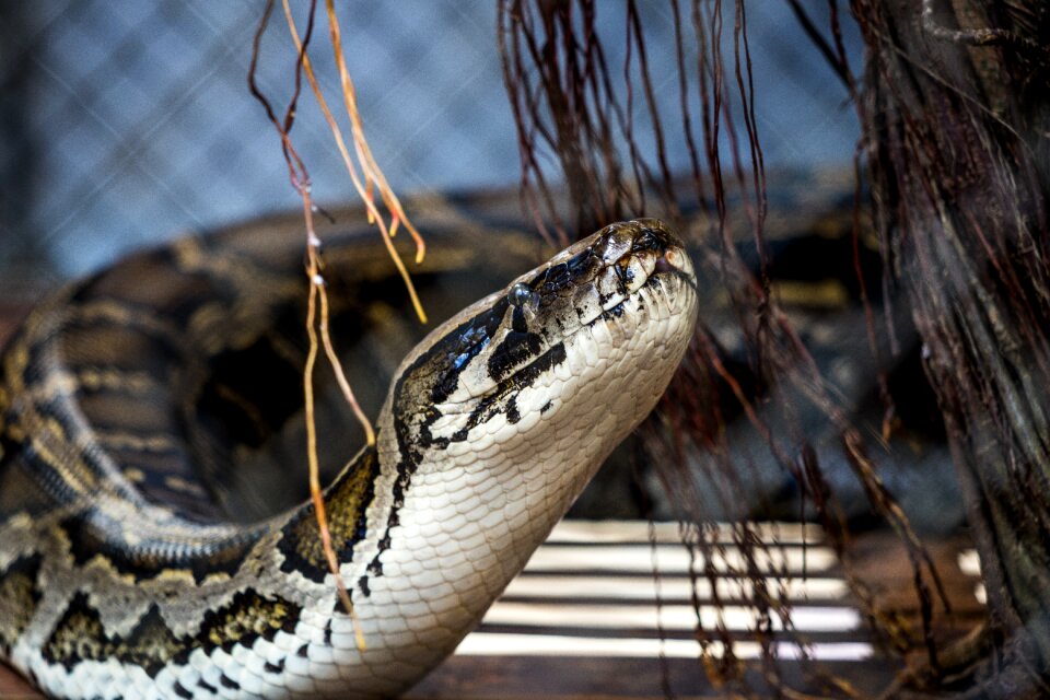 Animal reptile head