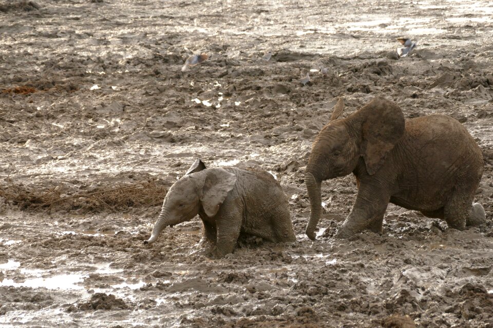 Animal travel endangered