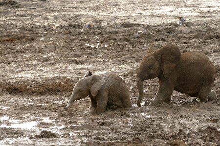 Animal travel endangered