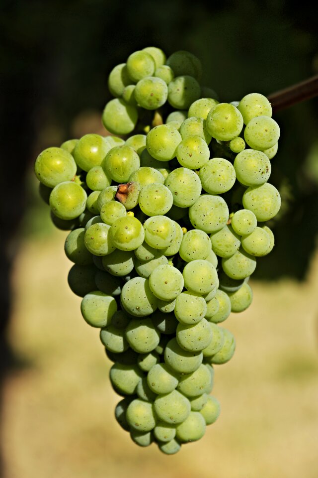 Vine fruit winegrowing