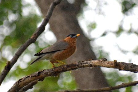 Perched animal colorful