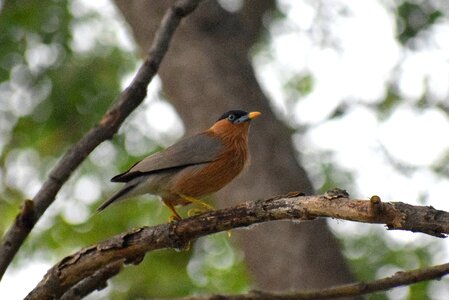 Perched animal colorful photo