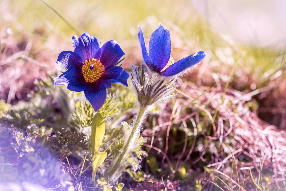 Flower blue flower flowers