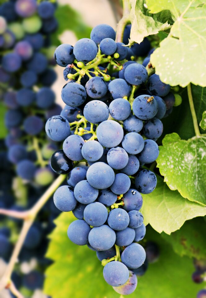Fruit wine winegrowing