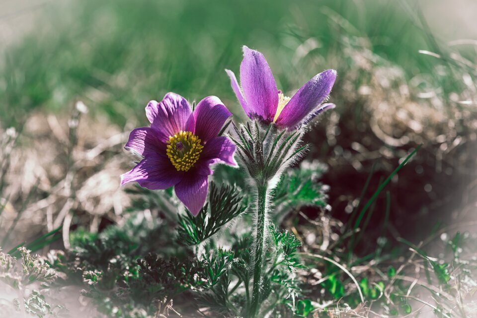 Nature flora in the garden