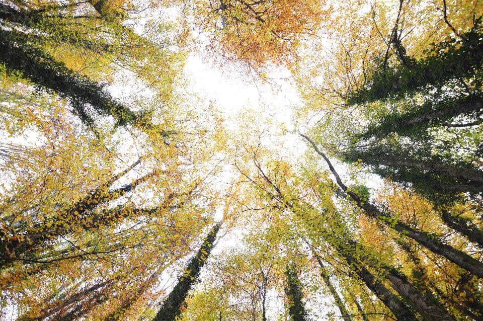 Wide angle trees color
