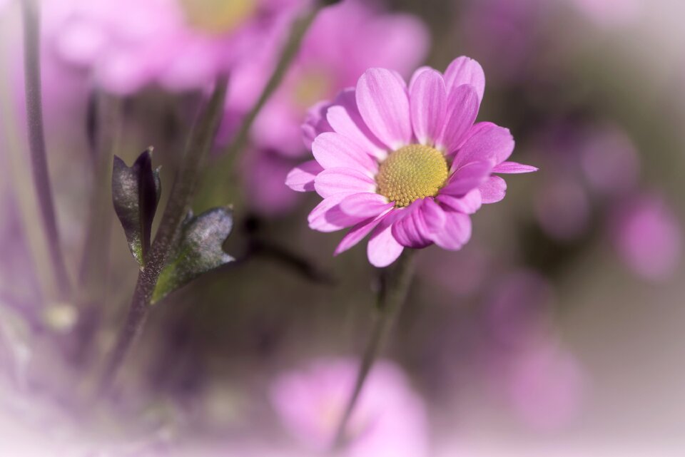 Blossom bloom nature