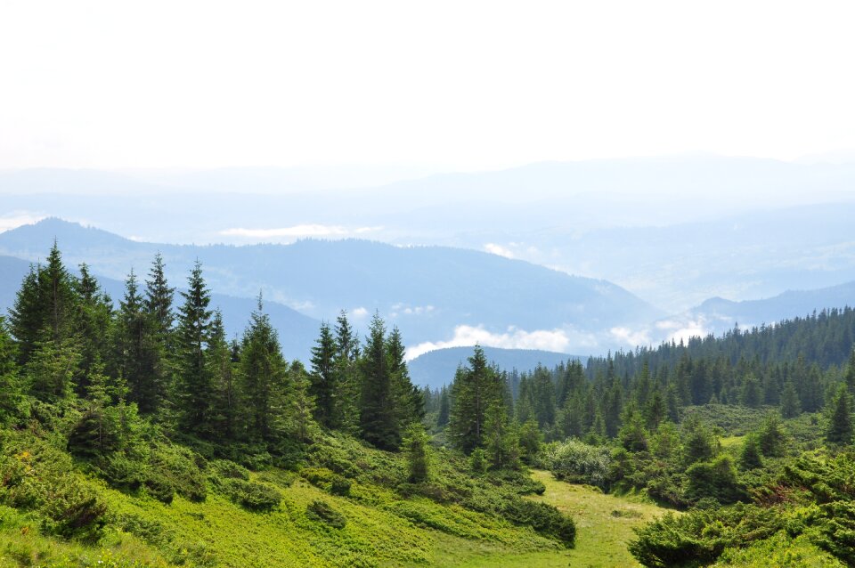 Pine clouds ukraine