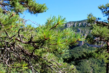 Nature tree trees