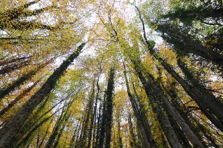 Wide angle trees color