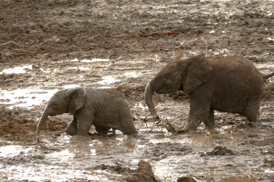 Animal travel endangered