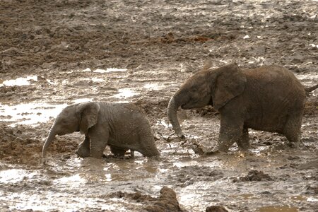 Animal travel endangered