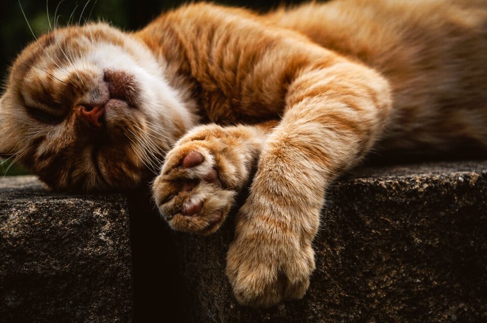 Animal domestic cat animal world