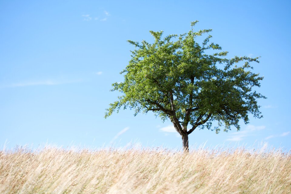 Field landscape mood