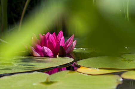 Aquatic plant nature purple