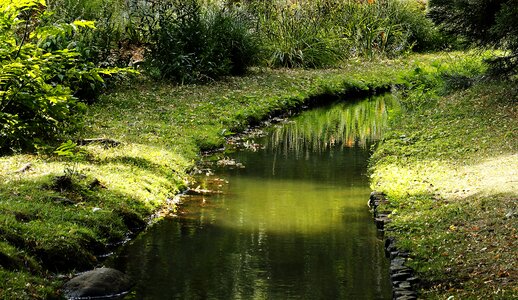 Water forest scenic
