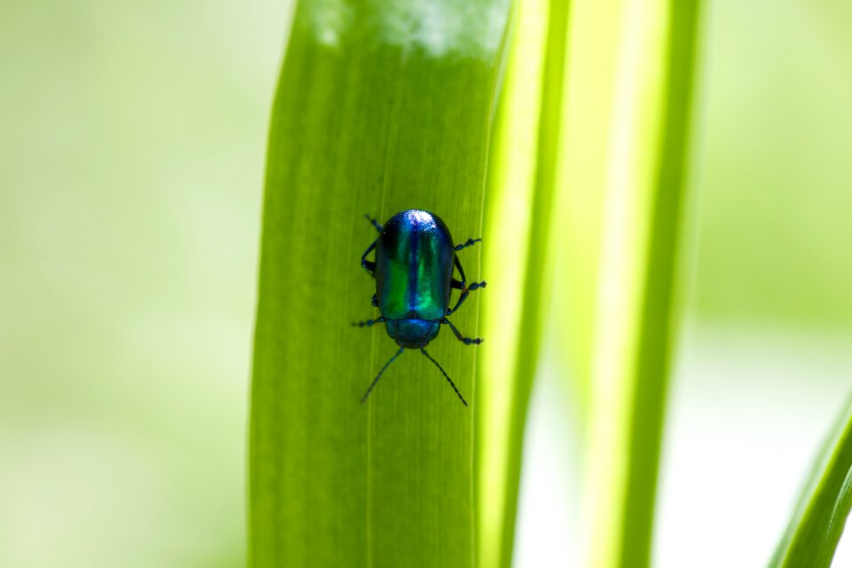 Macro nature plant