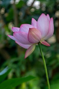 Leaf lotus sacred lotus photo