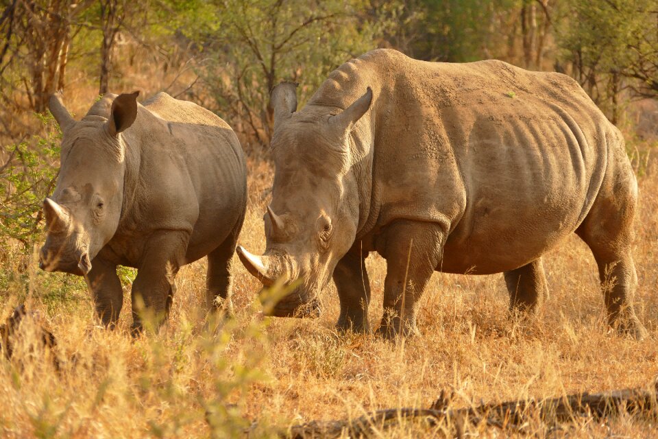 Animal travel endangered