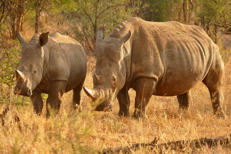Animal travel endangered
