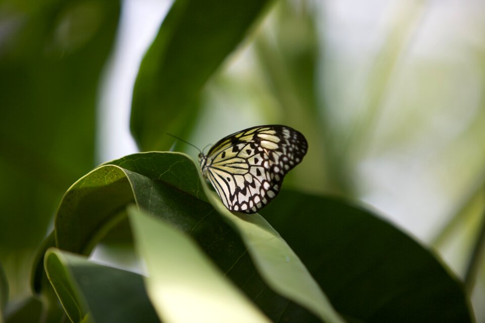 Nature plant wing