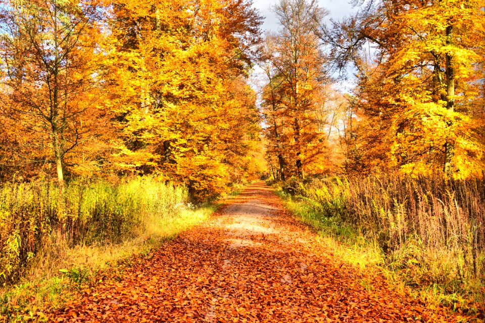 Forest leaves discoloration