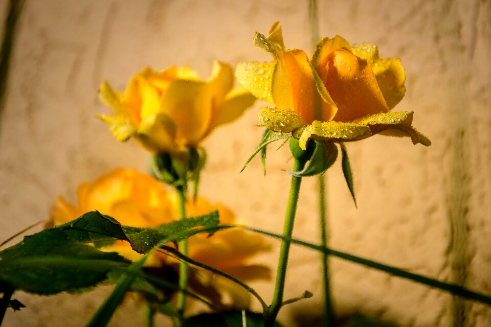 Flowers hss romantic