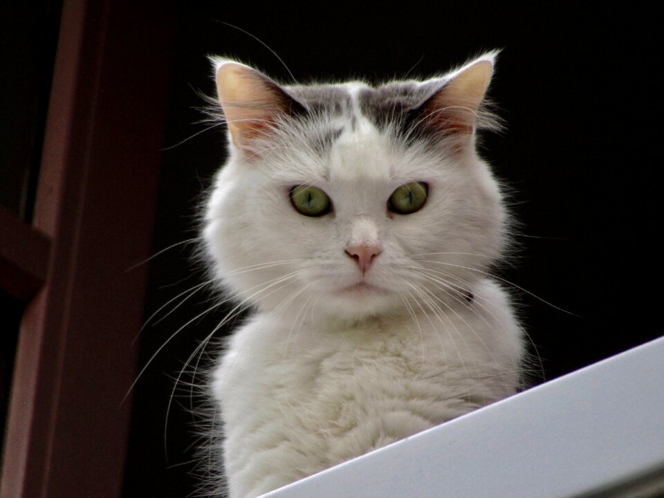 Black and white green eyes window