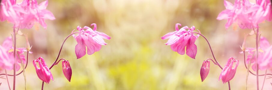 Flower pink flower flowers