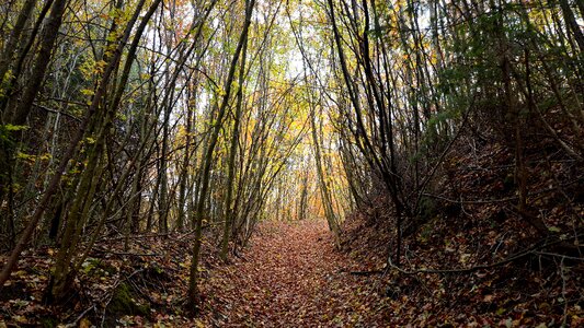 Light away path