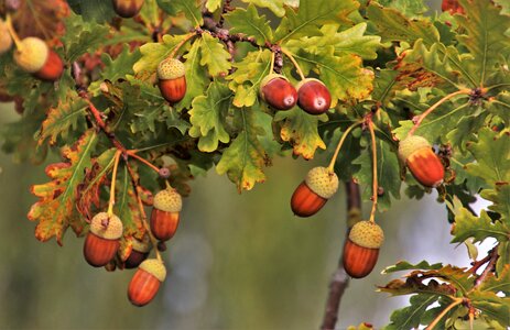 Brown acorn oak