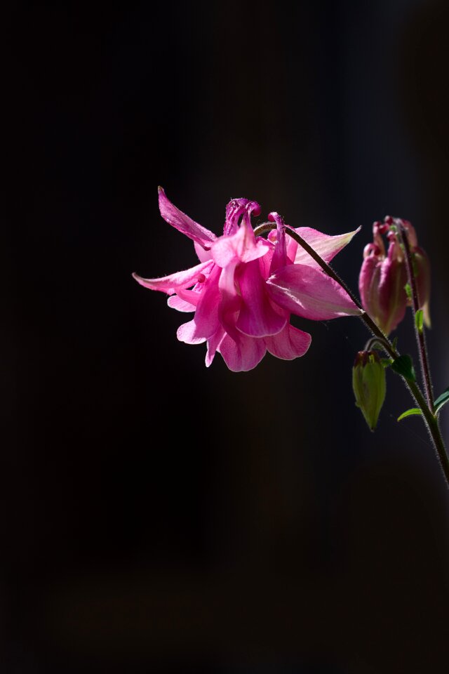 Flower pink flower pointed flower