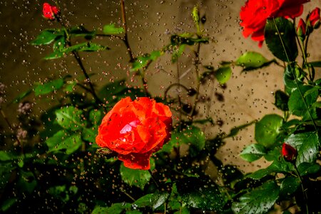 Flowers hss romantic