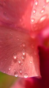 Petal pink red flower