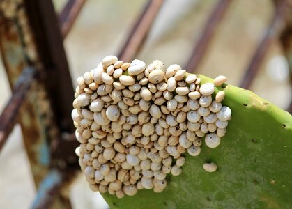 Shell cactus nature