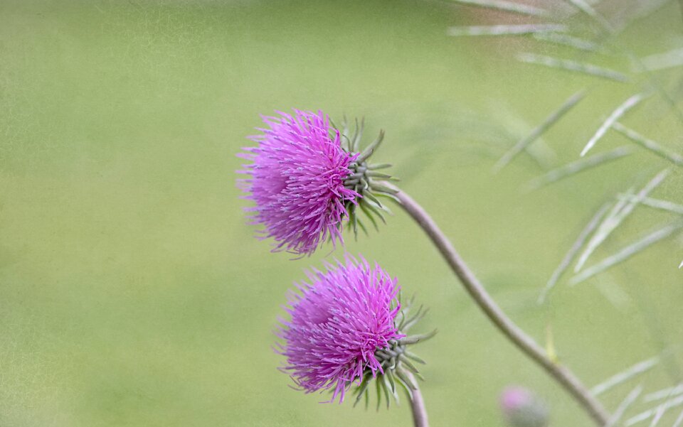 Nature close up purple