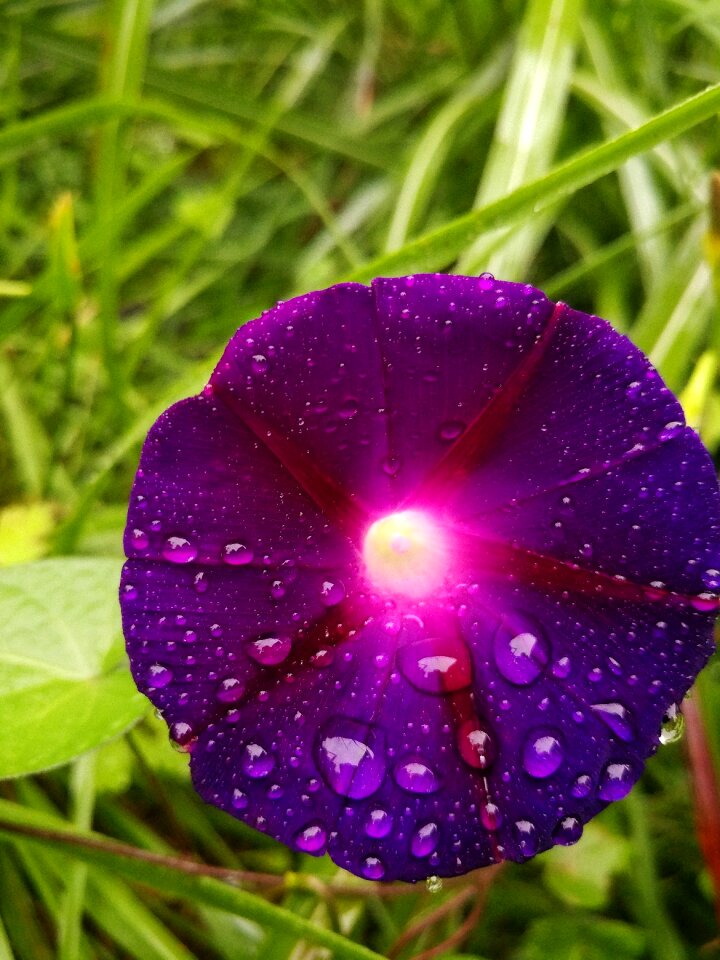 Rain drops water droplets photo