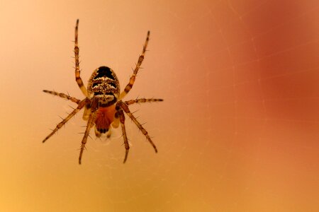 Close up macro garden spider