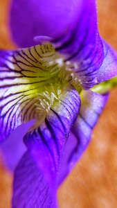 Flower violet lilac flower photo