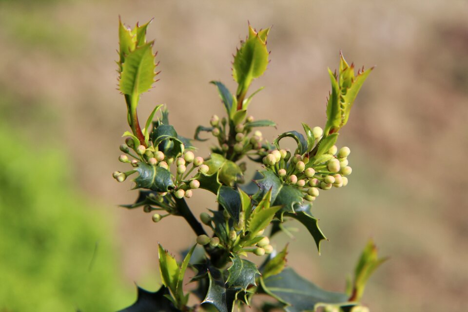 Holly green shrub botany