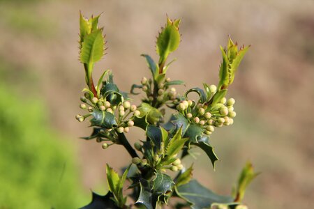 Holly green shrub botany