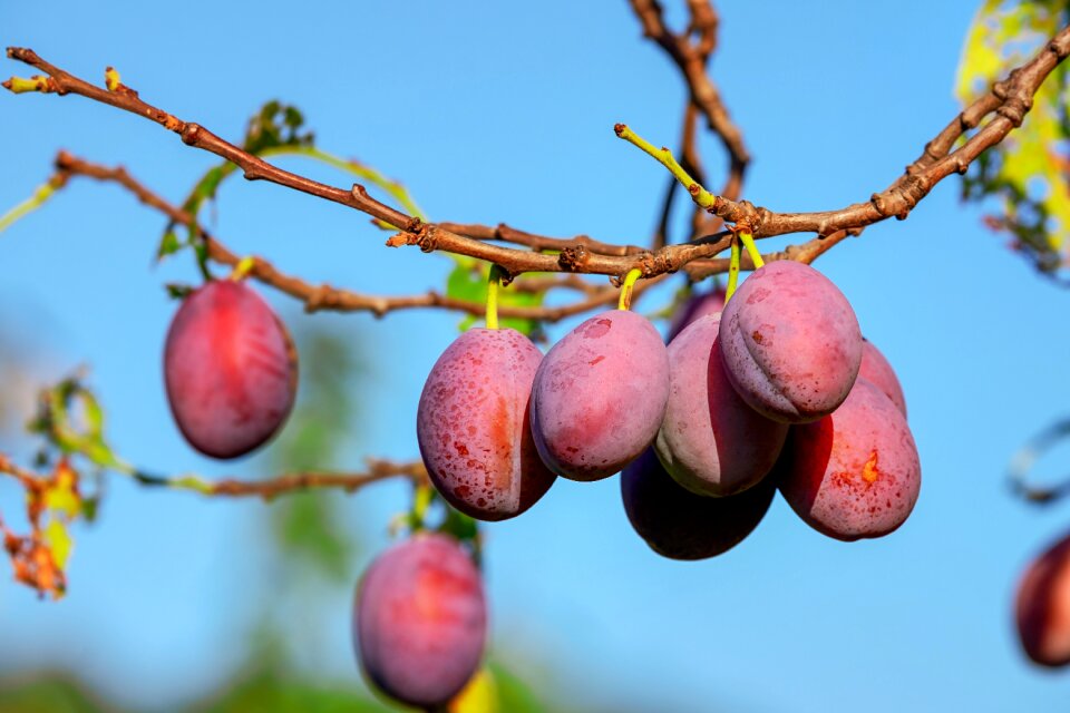 Fruits immature fruit tree