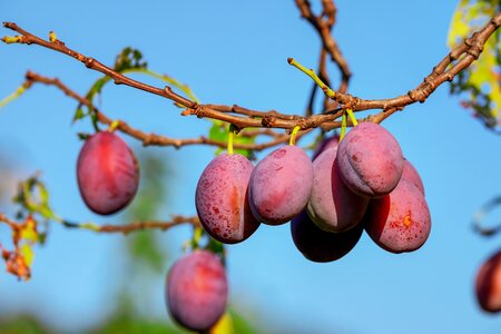 Fruits immature fruit tree