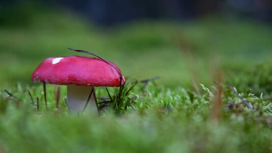 Amanita in the fall moss