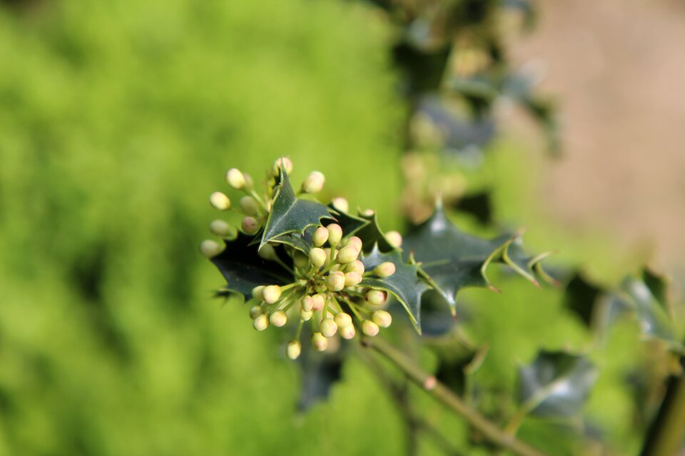 Flowering spring botany