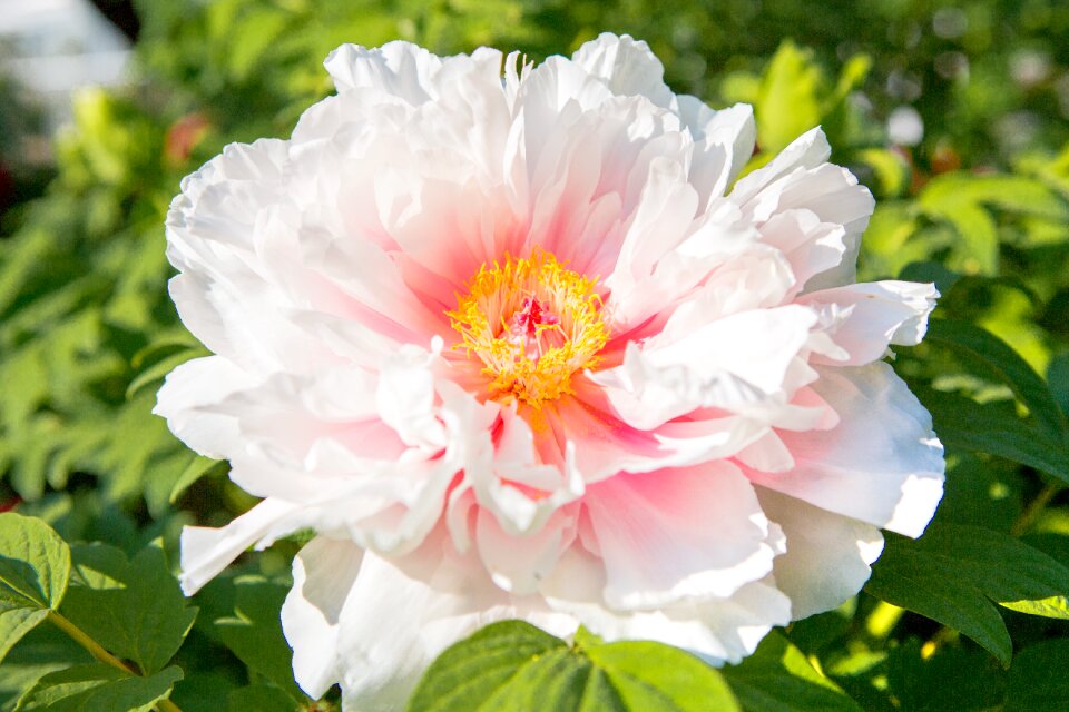 Flowers garden flower